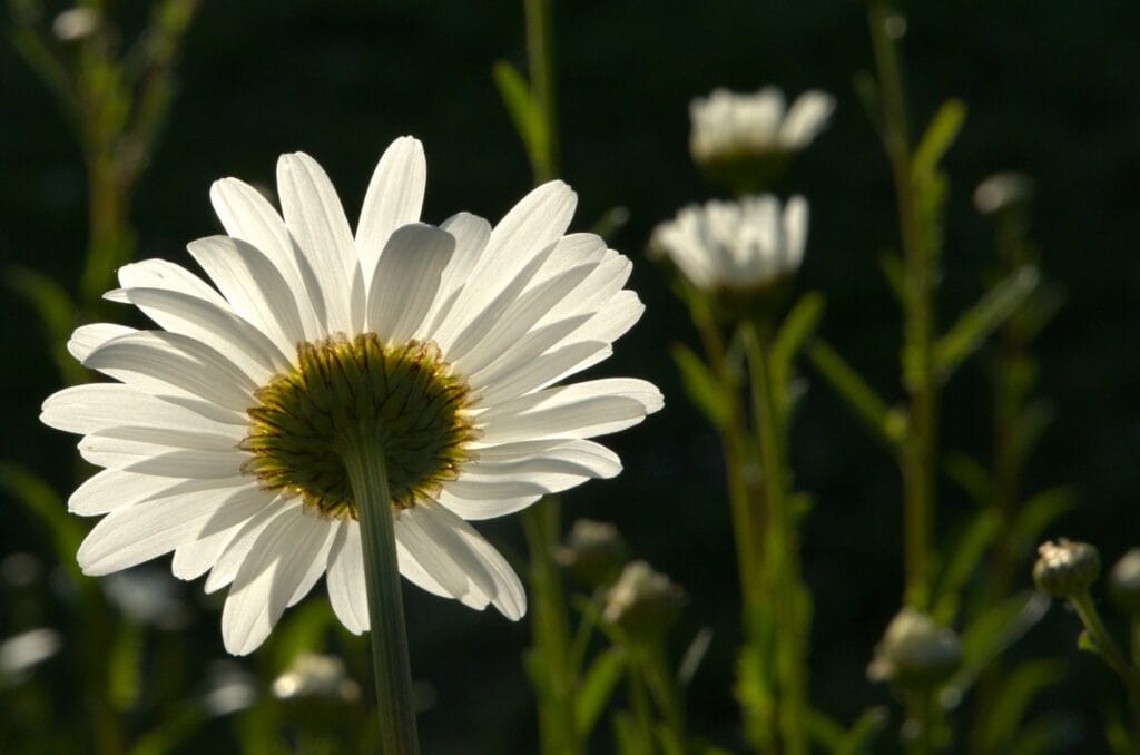 43 - Marguerite de lumière – Pétales captés en transparence