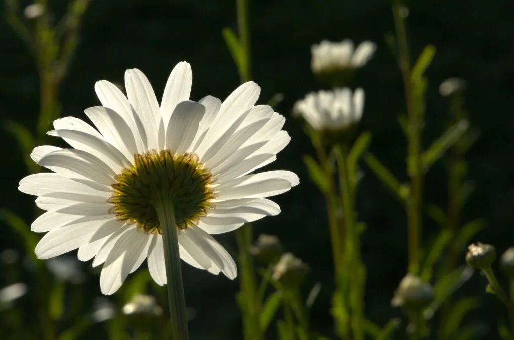 43 - Marguerite de lumière – Pétales captés en transparence