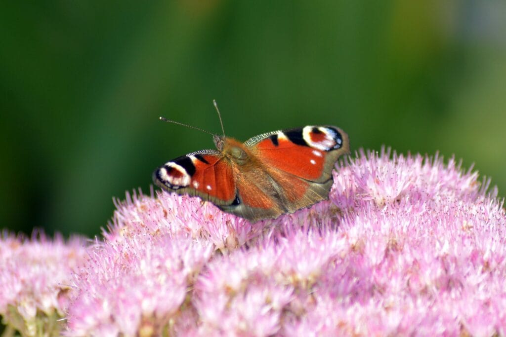 45 - Paon du jour – Papillon ocellé butinant une fleur rose