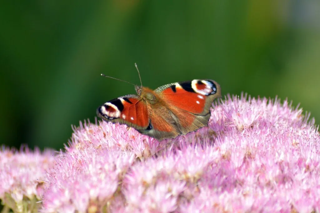 45 - Paon du jour – Papillon ocellé butinant une fleur rose