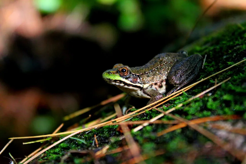46 - Rainette des mousses – Grenouille camouflée sur son tapis vert