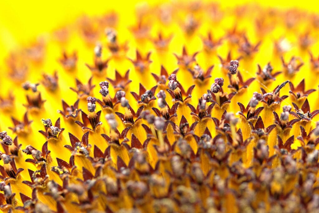 50 - Étoiles de tournesol – Cœur géométrique d'une fleur de soleil