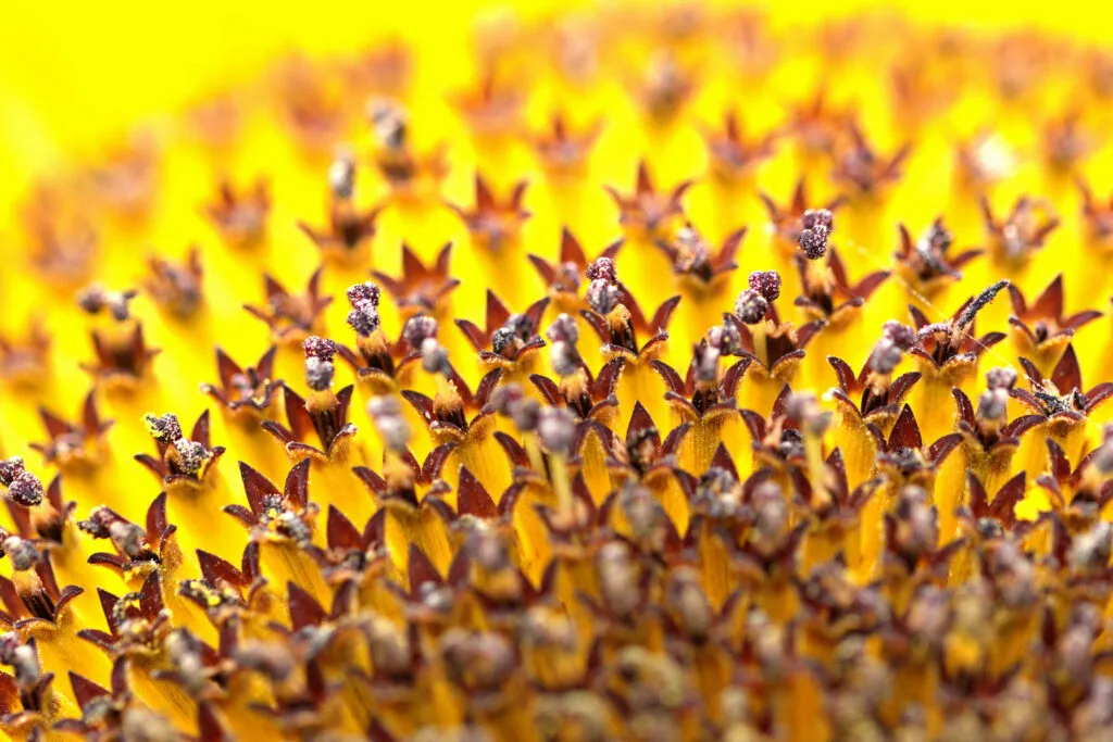 50 - Étoiles de tournesol – Cœur géométrique d'une fleur de soleil
